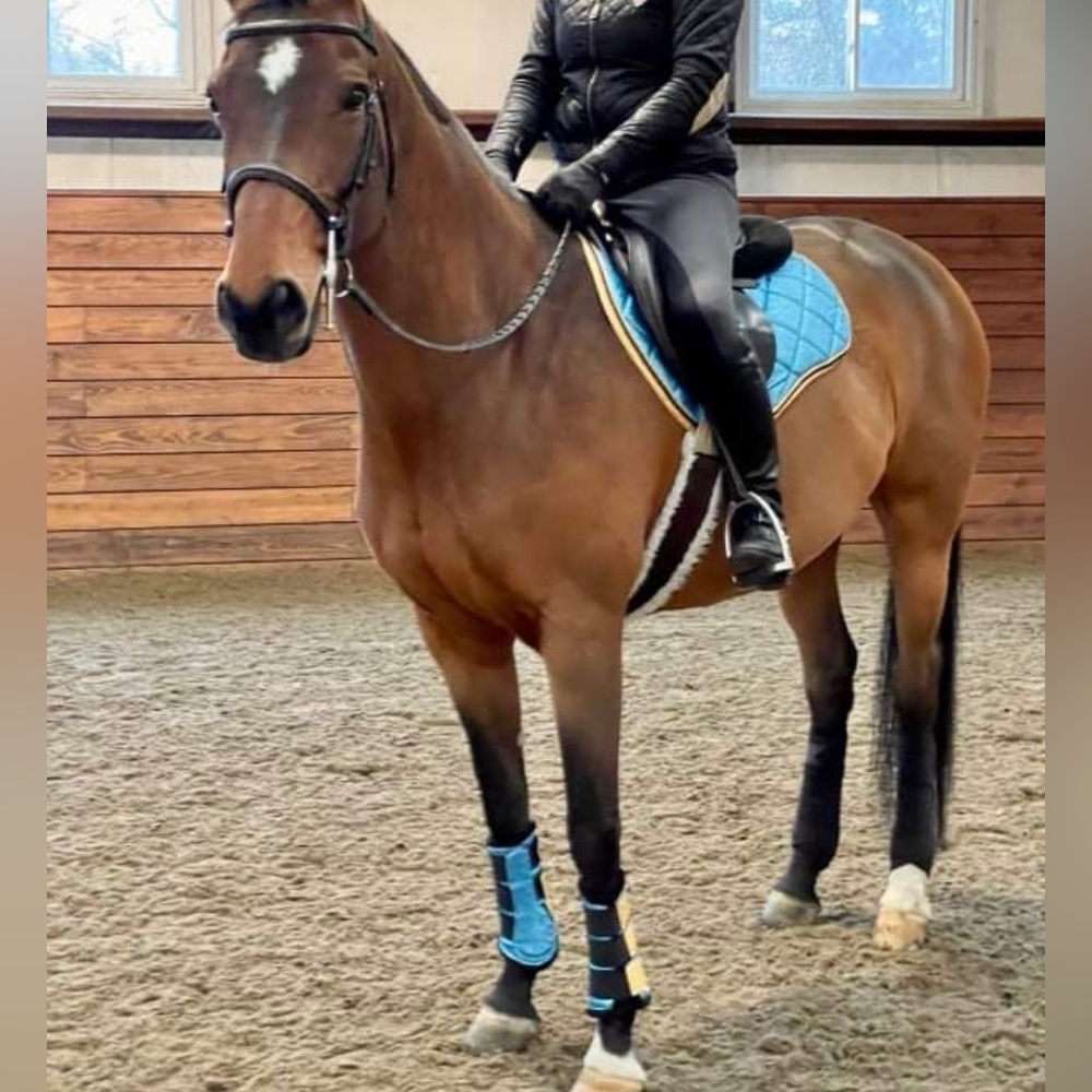 Stunning sky blue dressage saddle pad with matching brushing boots